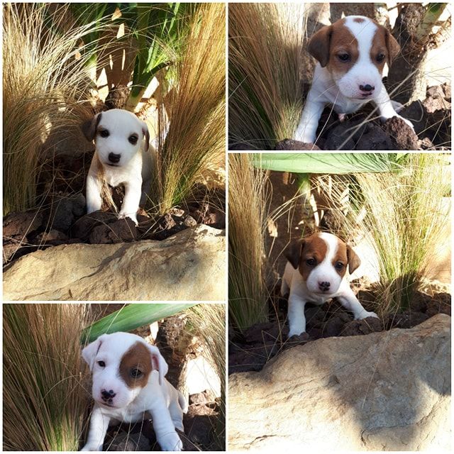 Des Terres Provençales - Jack Russell Terrier - Portée née le 03/10/2019