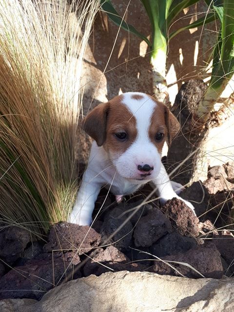 Des Terres Provençales - Chiot disponible  - Jack Russell Terrier