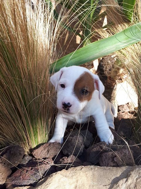 Des Terres Provençales - Chiots disponibles - Jack Russell Terrier