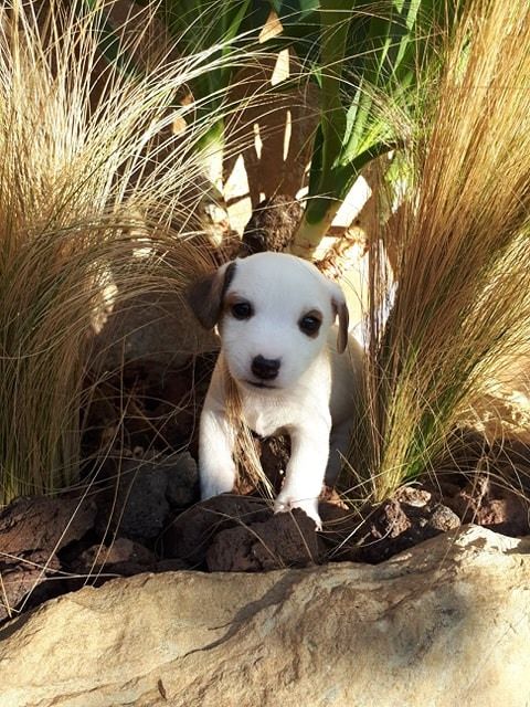 Des Terres Provençales - Chiots disponibles - Jack Russell Terrier